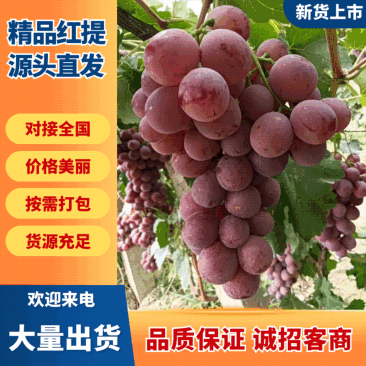 【海量货源】甘肃红提，新鲜当季，甜蜜多汁，量大特惠！