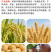 瓦拉格罗保势腾有机水溶肥料修复损伤提高抗寒抗旱农药叶面
