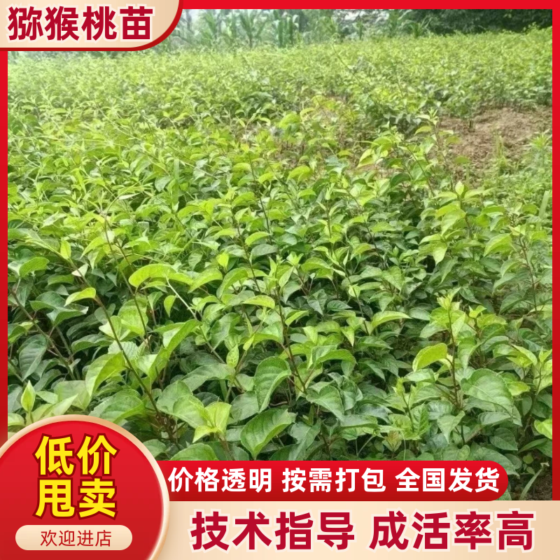 水杨桃砧木猕猴桃嫁接砧木苗水杨桃实生砧木苗水杨桃扦插实生苗