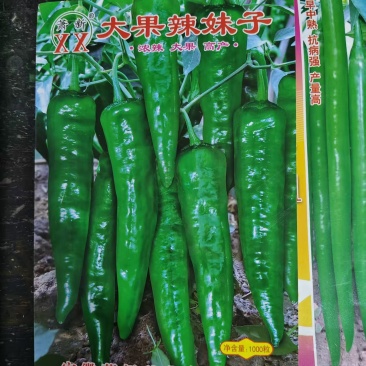 辣妹子辣椒种子提供种植技术指导每包1000粒接受定苗