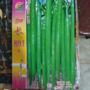 精品线椒种子可接受定苗提供种植技术指导欢迎致电