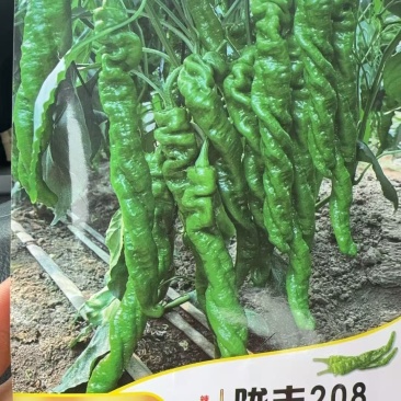 螺丝椒种子提供种植技术指导可接定苗