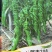 螺丝椒种子提供种植技术指导可接定苗