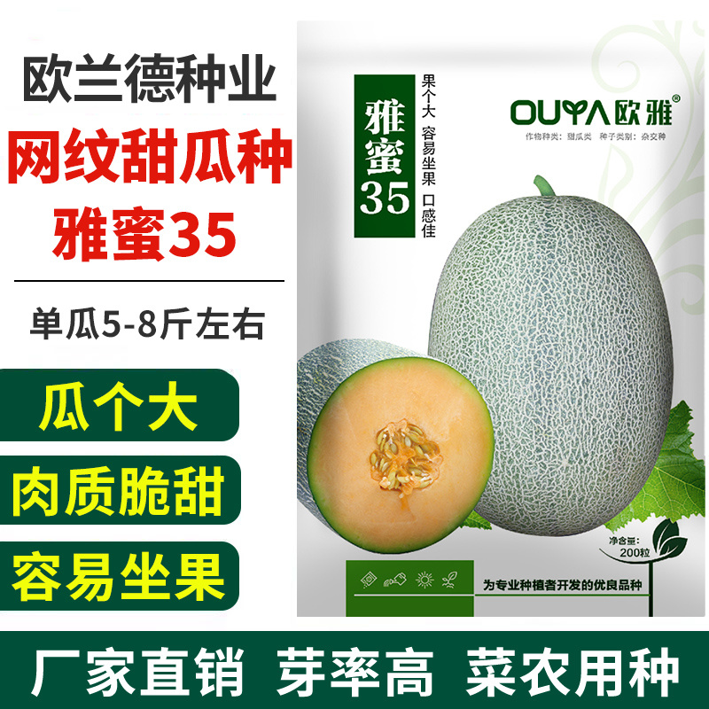 哈密瓜种子网纹甜瓜种子西州蜜25号种子冰淇淋网纹蜜瓜种子