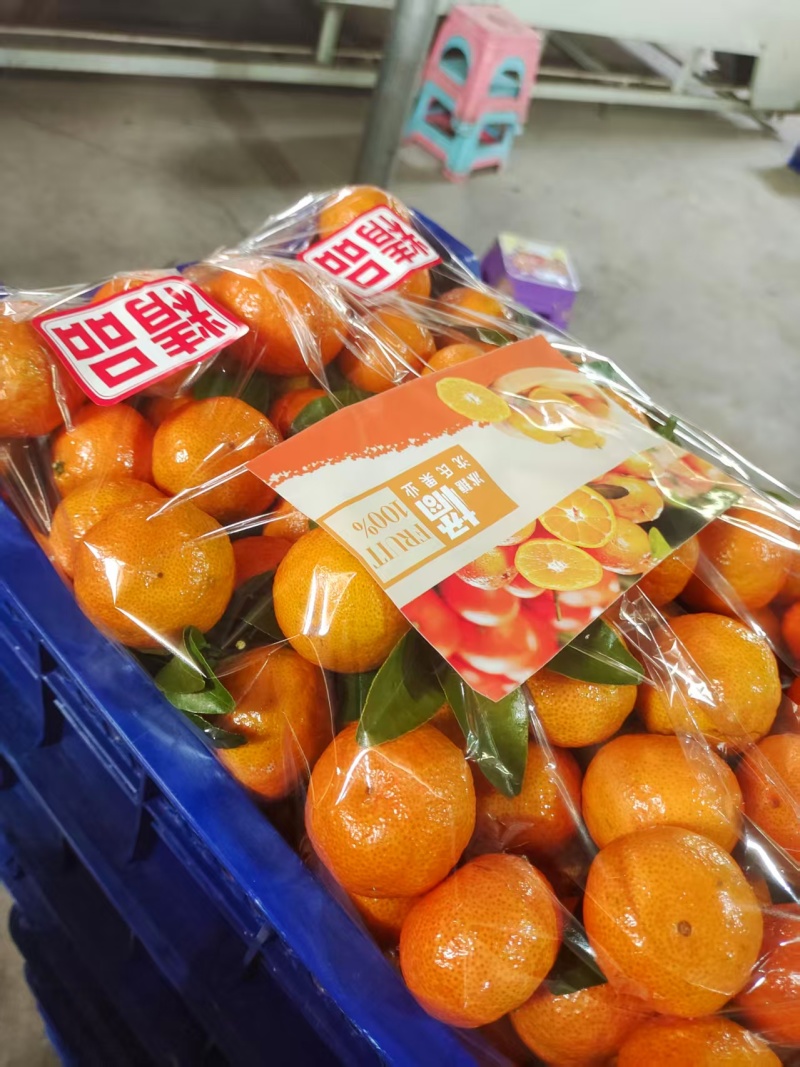 精品砂糖橘供应，对接出口货，电商货需要什么品质都可以