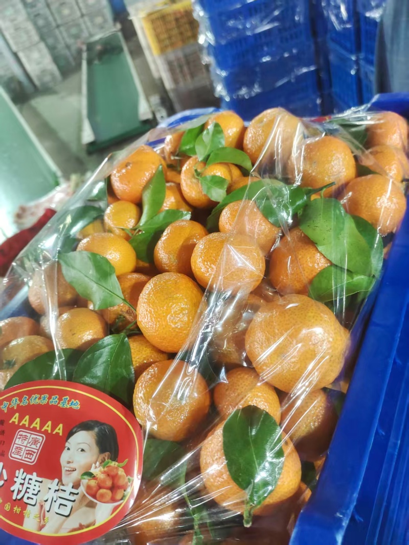 精品砂糖橘供应，对接出口货，电商货需要什么品质都可以