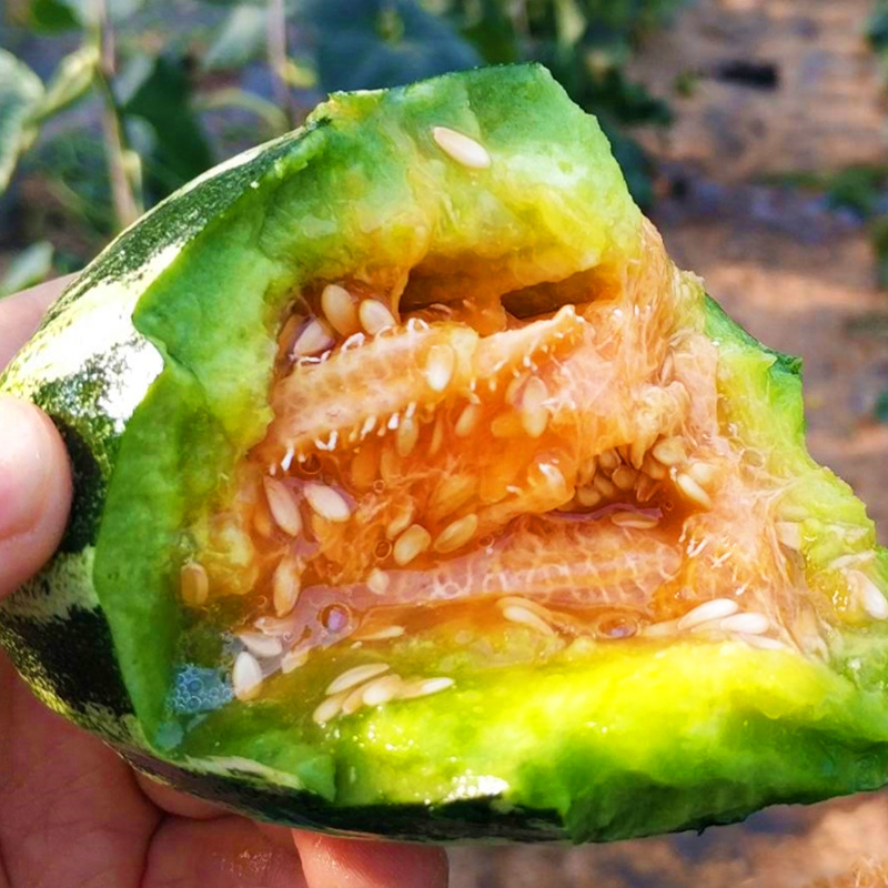 薄皮羊角蜜甜瓜种子欧雅甜9号口感酥脆清香甜瓜种子籽正品