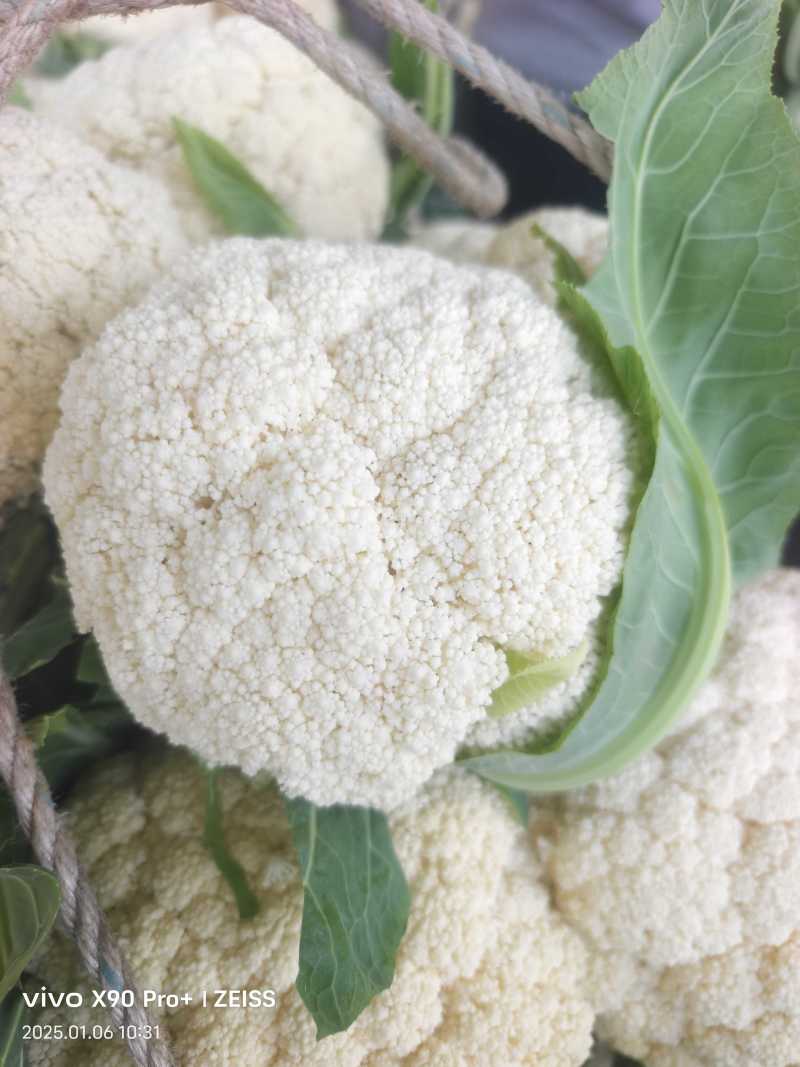 精品松花菜有机花菜基地一手货源对接电商市场商超