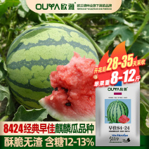 西瓜种子美都麒麟瓜早佳8424早熟高产大果甜王西瓜种子籽