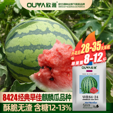 西瓜种子美都麒麟瓜早佳8424早熟高产大果甜王西瓜种子籽