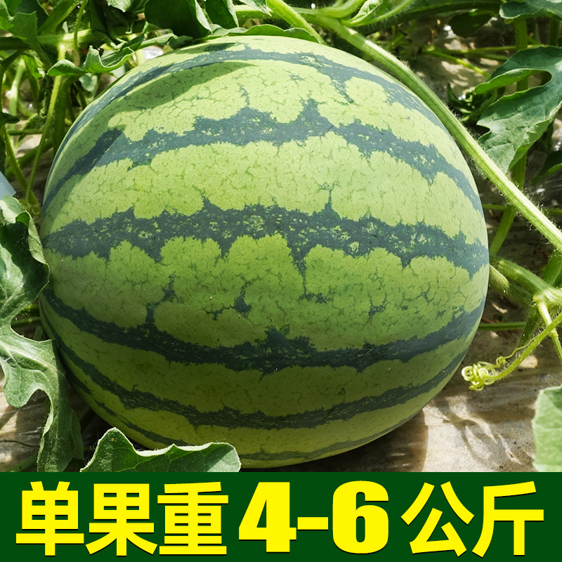 西瓜种子美都麒麟瓜早佳8424早熟高产大果甜王西瓜种子籽