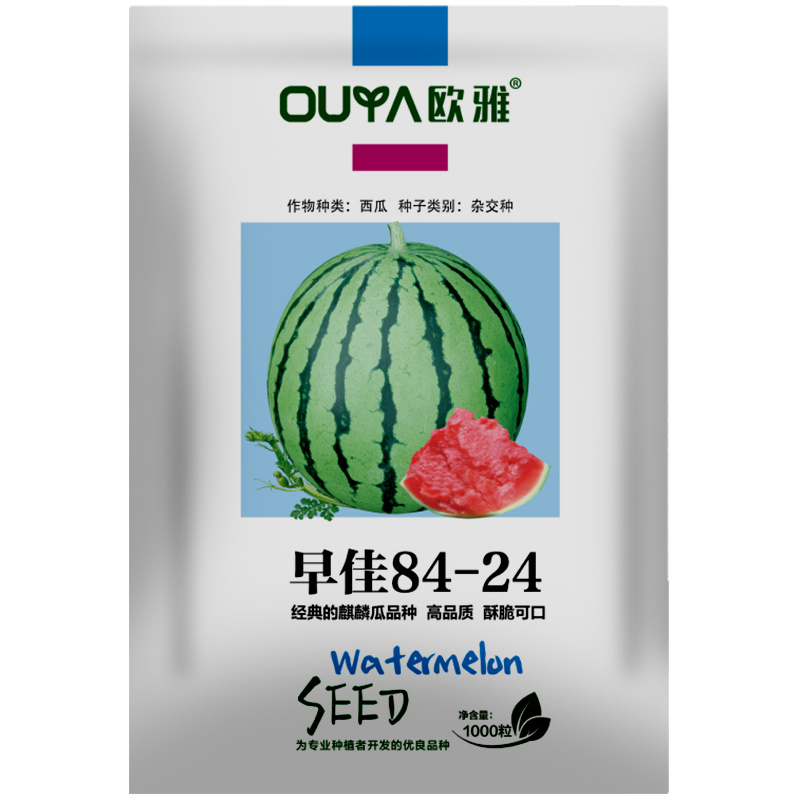 西瓜种子美都麒麟瓜早佳8424早熟高产大果甜王西瓜种子籽