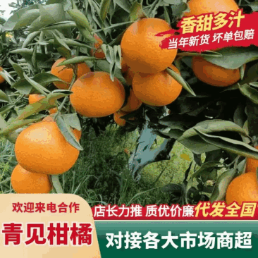 四川青见柑橘一手货源量大从优按需求分捡包装。