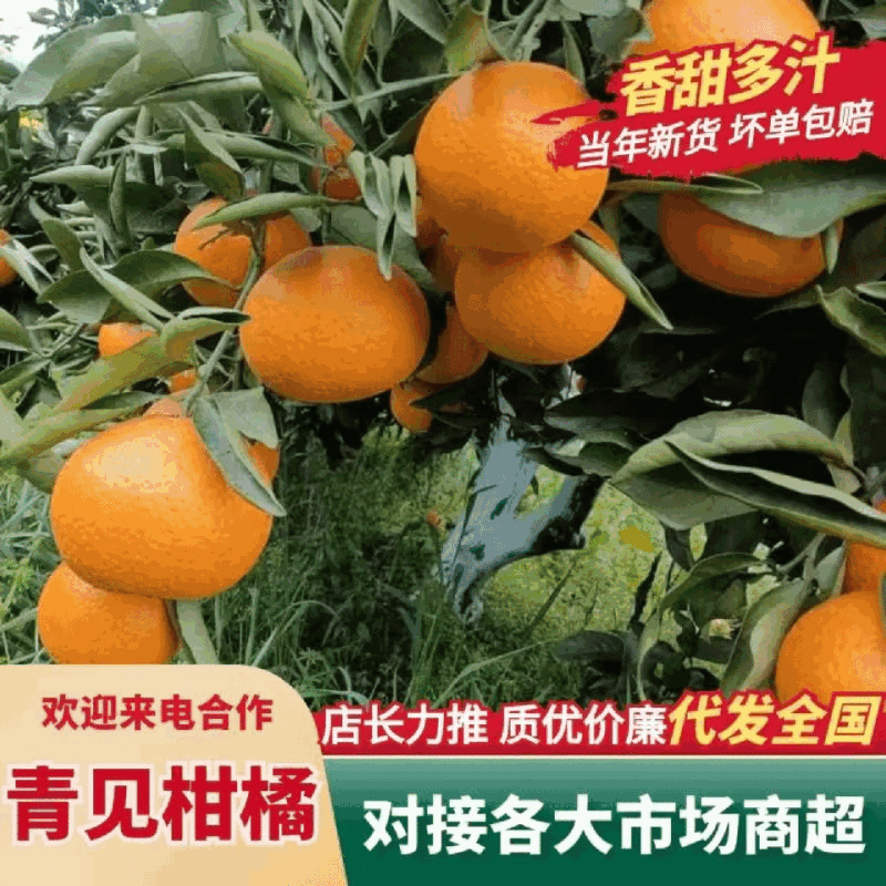 四川青见柑橘一手货源量大从优按需求分捡包装。