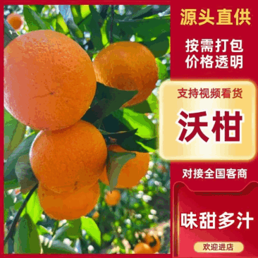 四川沃柑果色靓丽皮干净无水伤疤痕大小规格都有承接电商商超带货
