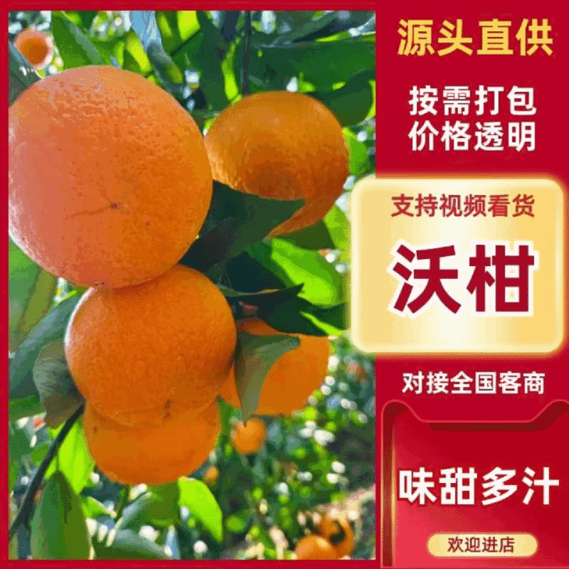 四川沃柑果色靓丽皮干净无水伤疤痕大小规格都有承接电商商超带货