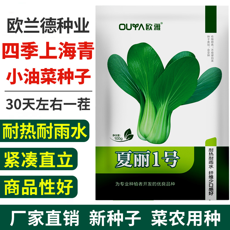 四季上海青种子青梗菜种子籽耐热耐寒青菜鸡毛菜油菜蔬菜种子