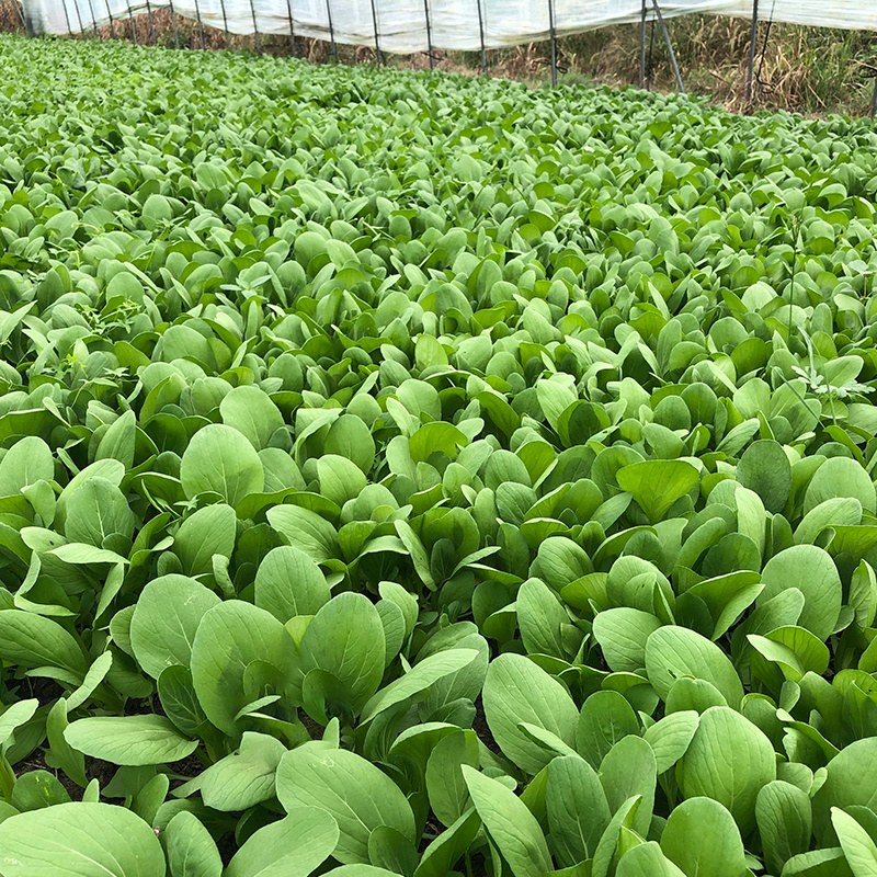 四季上海青种子青梗菜种子籽耐热耐寒青菜鸡毛菜油菜蔬菜种子