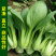 四季上海青种子青梗菜种子籽耐热耐寒青菜鸡毛菜油菜蔬菜种子