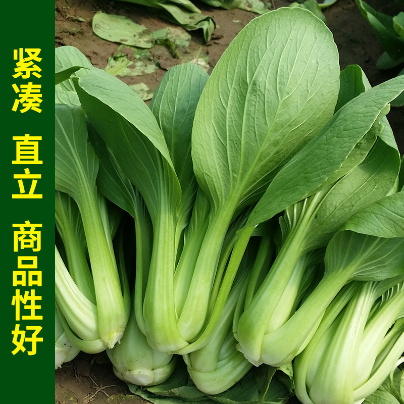 四季上海青种子青梗菜种子籽耐热耐寒青菜鸡毛菜油菜蔬菜种子