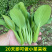 四季上海青种子青梗菜种子籽耐热耐寒青菜鸡毛菜油菜蔬菜种子
