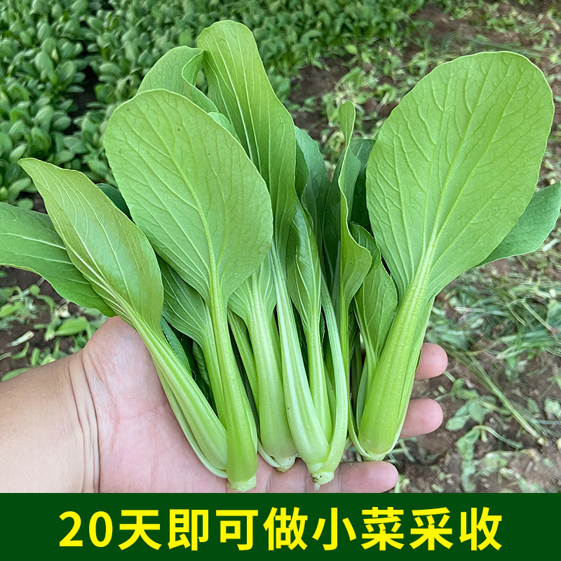 四季上海青种子青梗菜种子籽耐热耐寒青菜鸡毛菜油菜蔬菜种子