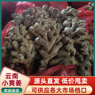 小黄姜大量上市中/对接市场商超/规格齐全/一条龙服务