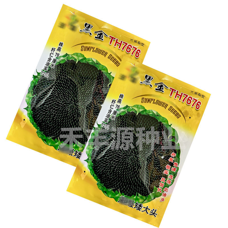油尊黑金TH7676油葵籽杆粗根实抗倒伏皮薄出油多