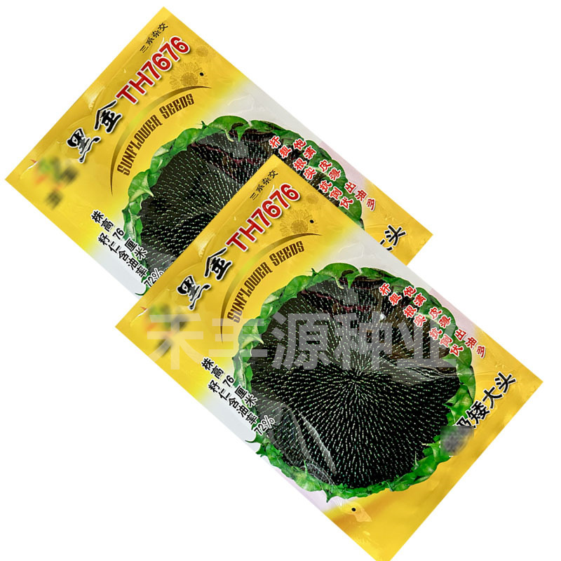 油尊黑金TH7676油葵籽杆粗根实抗倒伏皮薄出油多