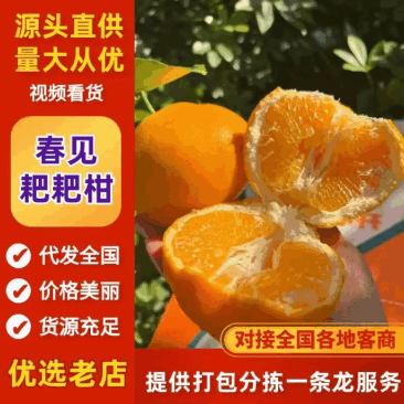 耙耙柑大量上市啦！薄皮一剥就爆汁，果肉嫩到抿抿甜，