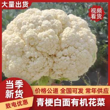 精品松花菜有机花菜基地一手货源对接电商市场商超
