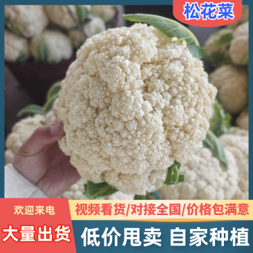 浙江温州产地精品白面青梗松花菜一手货源可视频看货
