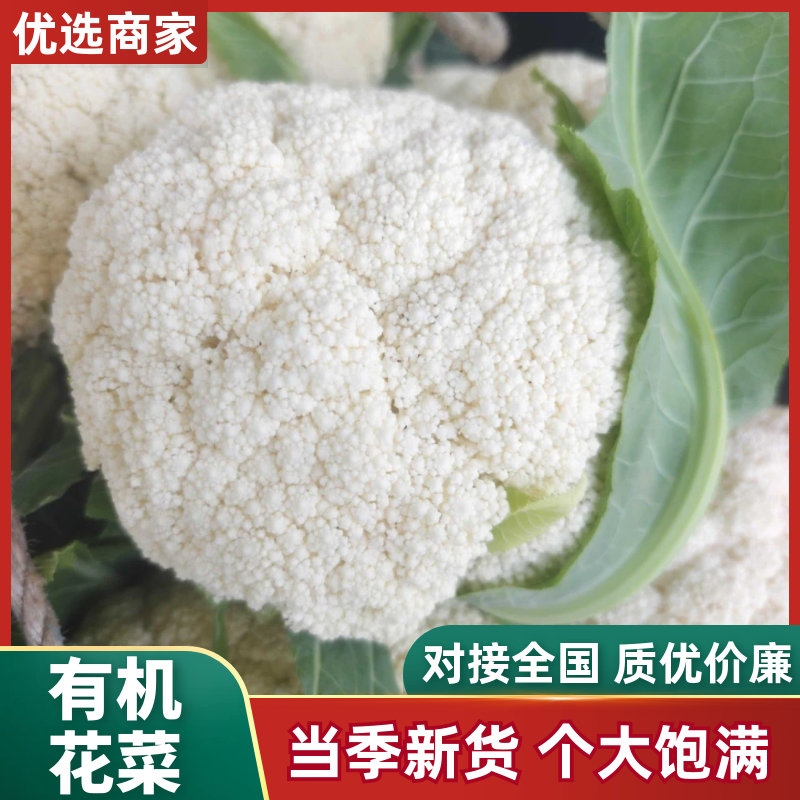 温州精品青梗有机花面白个头均匀质量三包产地一手货源