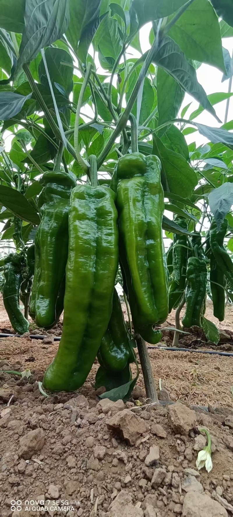 【精品薄皮椒】云南基地直供质量保证一手货源对接商超市场