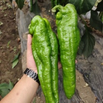 【精品薄皮椒】云南基地直供质量保证一手货源对接商超市场