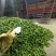 【精品薄皮椒】云南基地直供质量保证一手货源对接商超市场