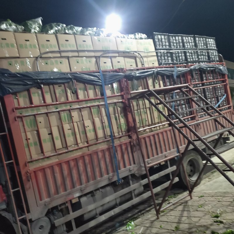 二荆条辣椒云南基地直发一手货源质量保证对接商超市场