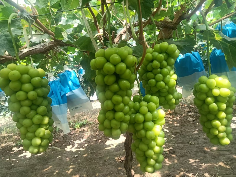 阳光玫瑰陕西阳光玫瑰基地直发量大从优欢迎咨询
