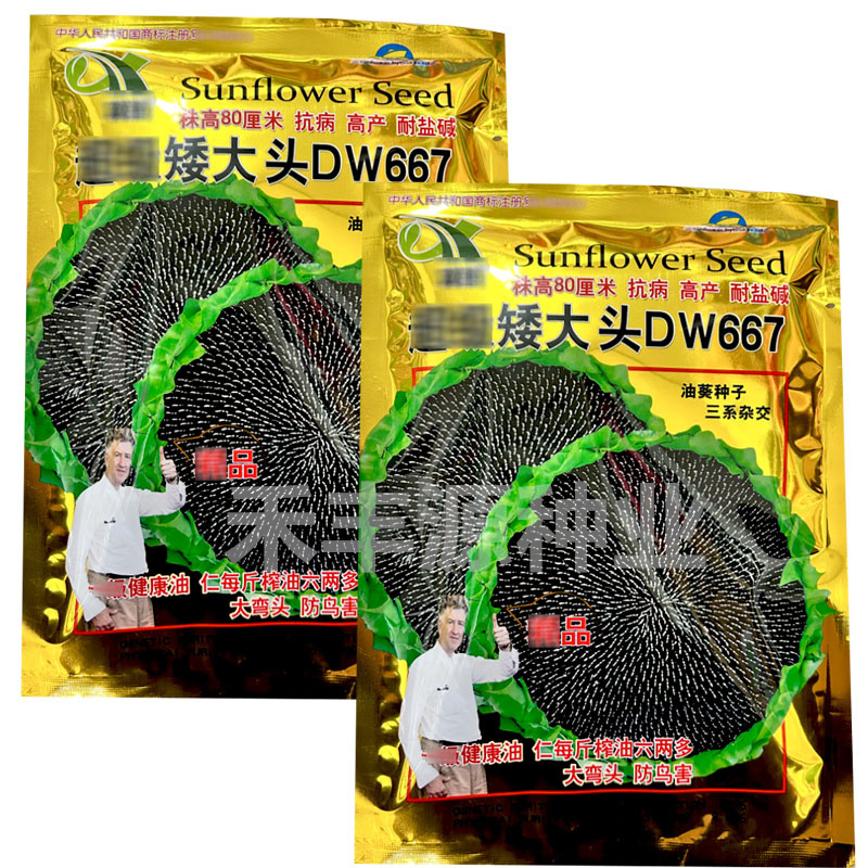 矮大头DW667油葵种子矮杆高油高产耐盐碱地基地型