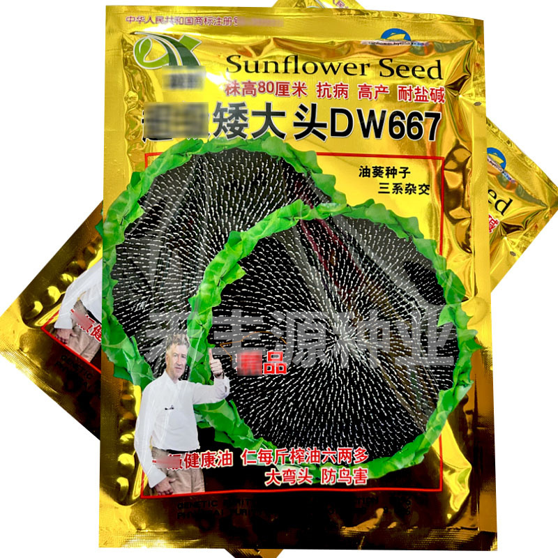 矮大头DW667油葵种子矮杆高油高产耐盐碱地基地型