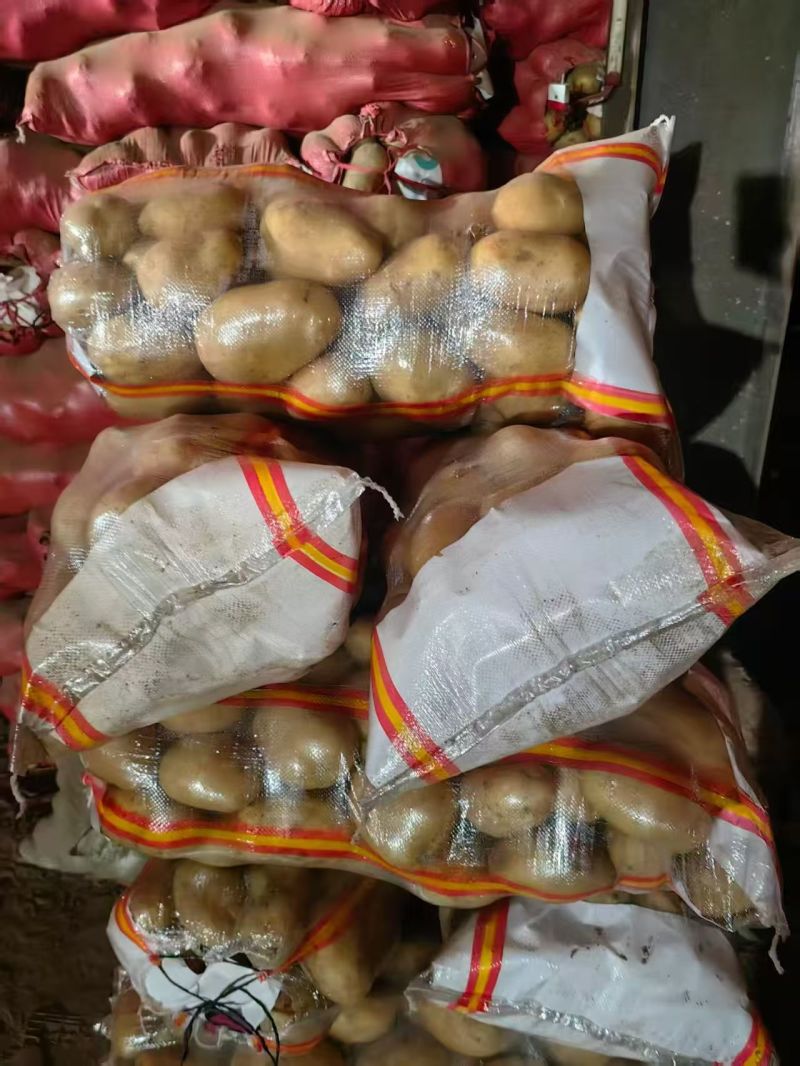 黄皮黄心基地只发品质保证量大从优欢迎来电