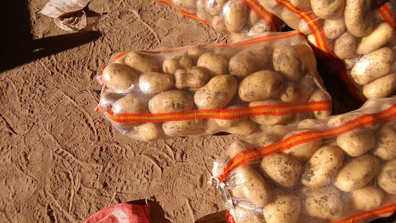 沃土土豆基地直发品质保证规格齐全量大从优