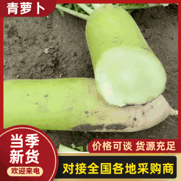 湖北青萝卜大量供应各大商超市场电商工厂品质保证