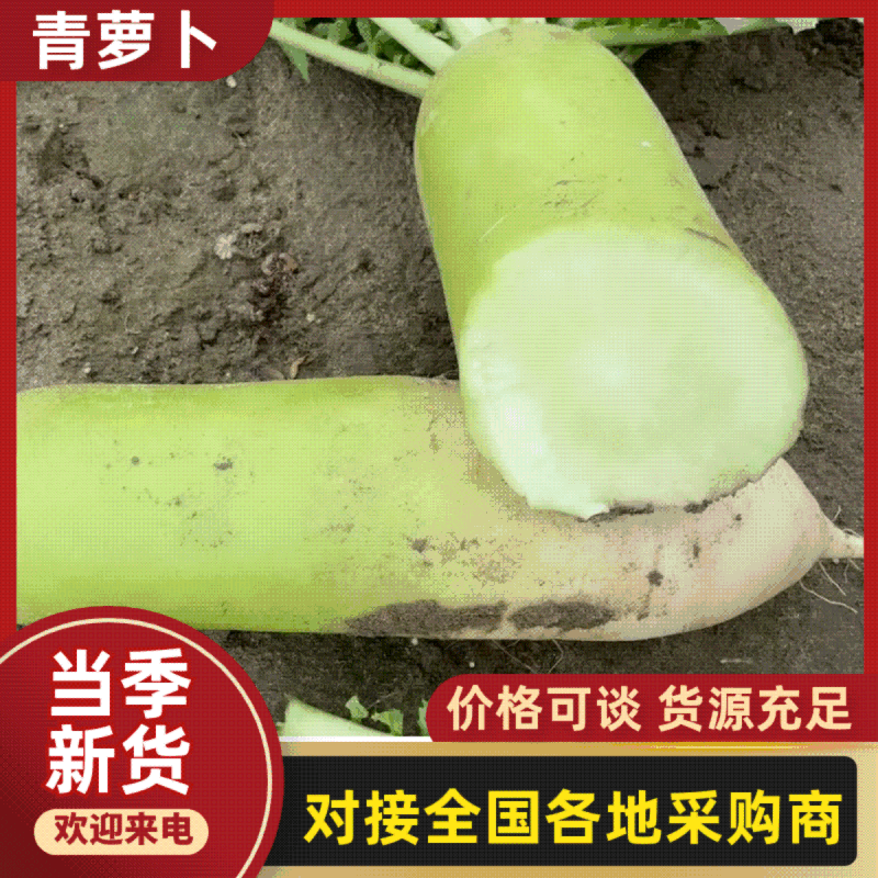 湖北青萝卜大量供应各大商超市场电商工厂品质保证