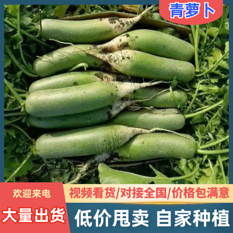 湖北青萝卜大量供应各大商超市场电商工厂品质保证