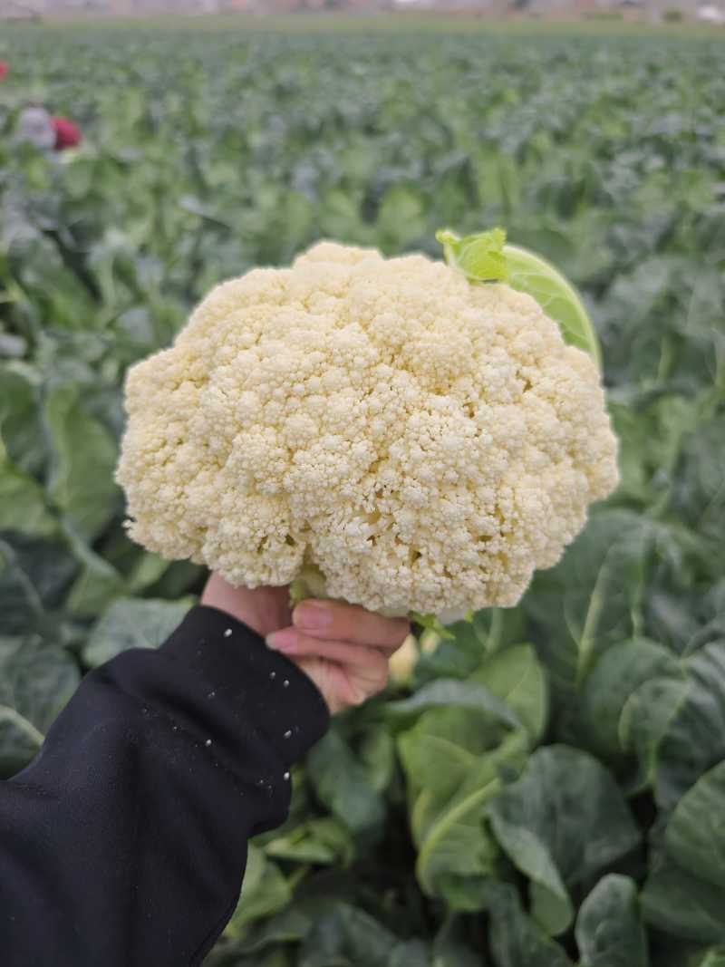 好货推荐精品有机花菜白面青梗松花菜全国发货保质量