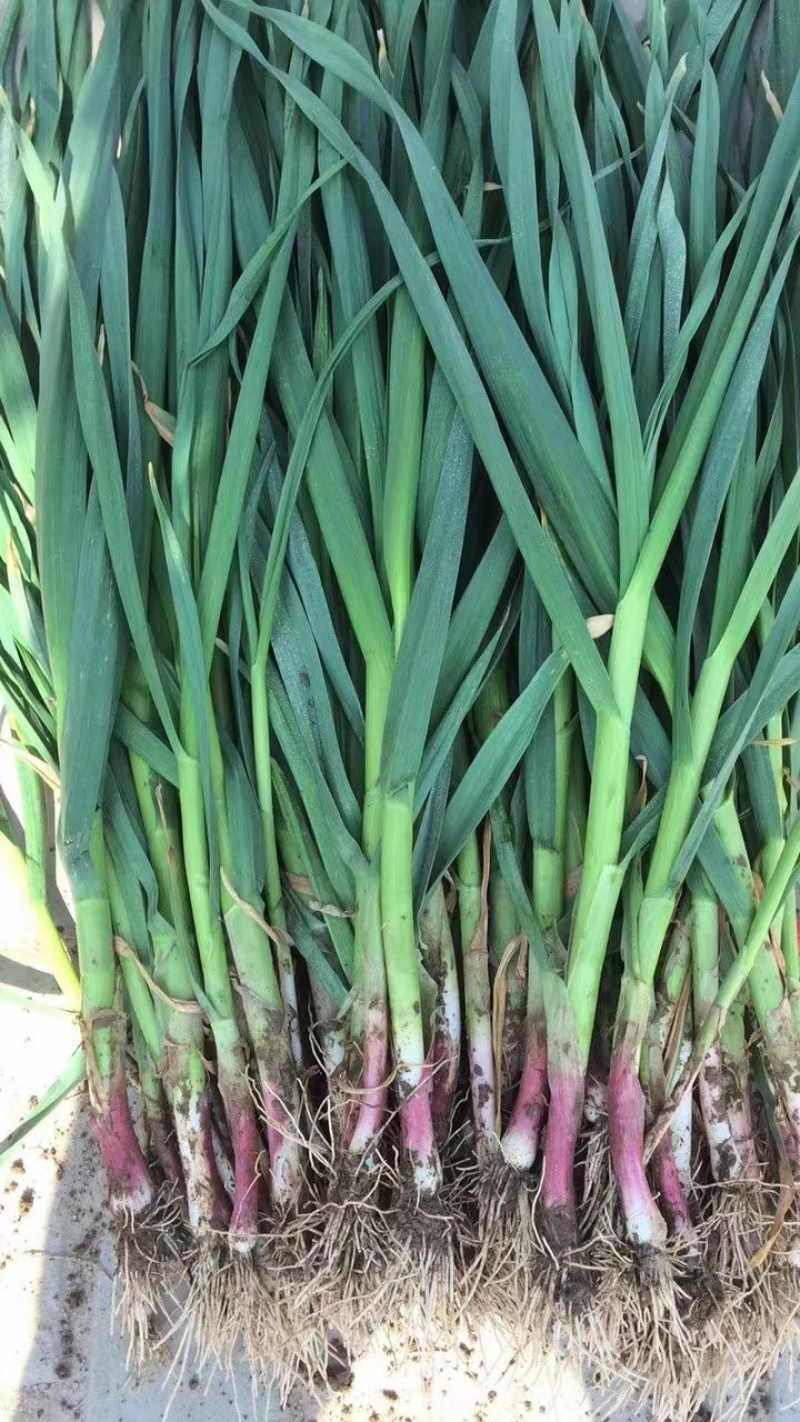 红根蒜苗大量供应中/对接市场档口商超/量大从优/欢迎来电