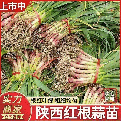 红根蒜苗大量供应中/对接市场档口商超/量大从优/欢迎来电