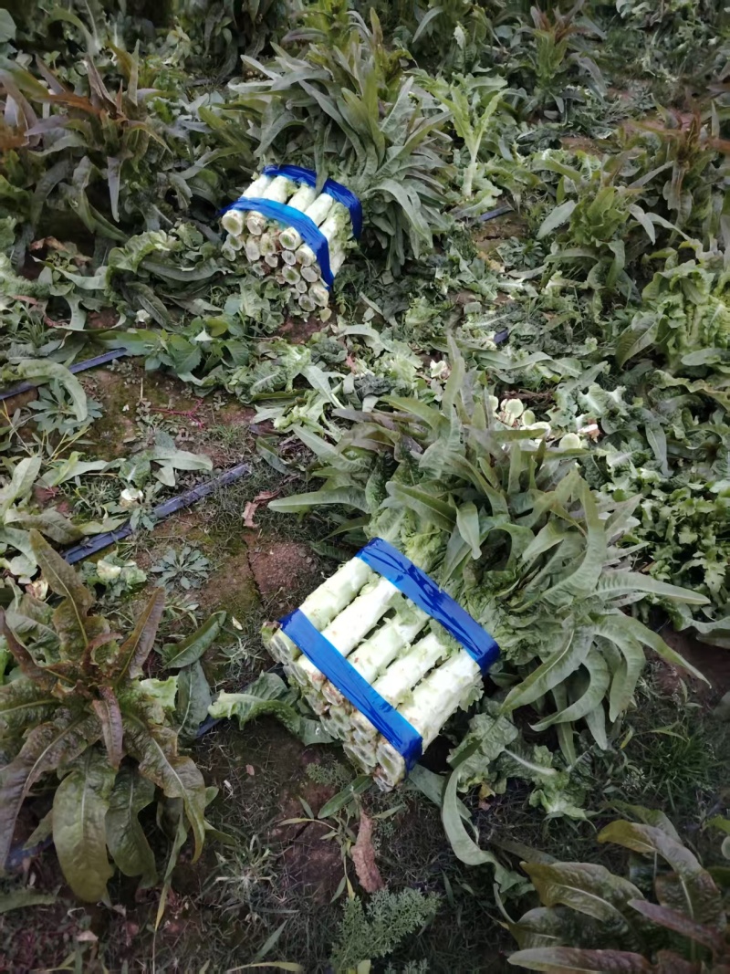 莴苣
