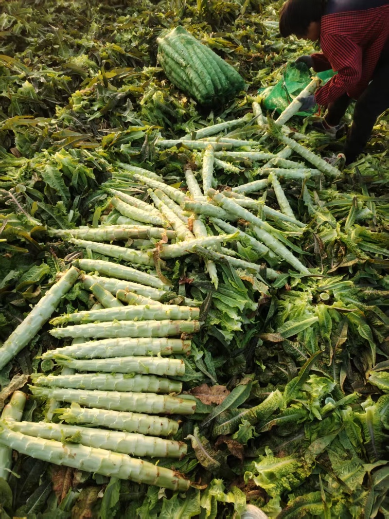 安徽砀山产区精品莴苣